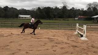 WARMBLOOD HORSE JUMPING 4FT A SMALL COURSE WITH TRAINER [upl. by Alaehcim]