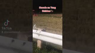 Nawala na Yung Kalabaw🐂😢 kalabaw birds shortvideo [upl. by Canter]