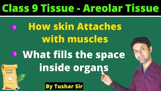 Areolar connective tissue  Areolar tissue kya hota hai  What is areolar tissue [upl. by Brunhilde]