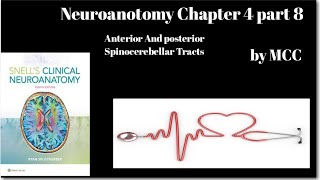 Neuroanatomy chapter 4Anterior Spinocerebellar TractPost Spinocerebellar TractLat Ascending Tract [upl. by Heintz]