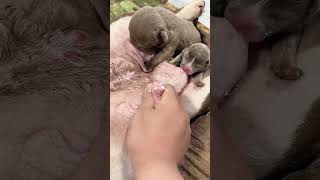 4 Adorable Bulldog Puppies Breeding Care and Growth Tipsquot5 [upl. by Otrevlig]