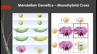 Mendel  Monohybrid cross [upl. by Yle165]