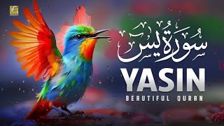 surah Yaseen beautiful voice  सूरह यासीन surahyaseen surehyaseen qurantilawat [upl. by Svirad]