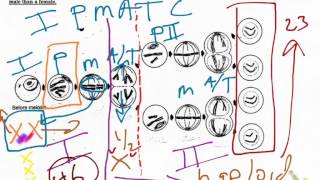 Meiosis and Mitosis Checkpoint Video [upl. by Parlin]