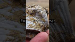 Prehistoric Sea Life Fossils in the US adventure usa fossil fossilhunting [upl. by Michigan158]