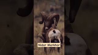 Jahrile jivon ko marne wala markhor [upl. by Ronnoc100]