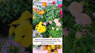 Organic pesticides gardening houseplant nature [upl. by Irina966]