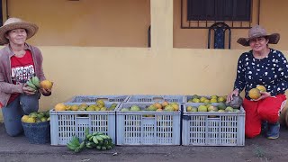 Como é feita a colheita da LARANJA POCAM e da LARANJA BAHIA no nosso sítio campoqueproduzriqueza [upl. by Elsi]