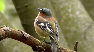 Closeup of chaffinch singing  Buchfink singend  Pinson  Fringilla coelebs [upl. by Eneladgam577]