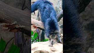 Binturong walks on the woods binturong animals [upl. by Nonnac531]