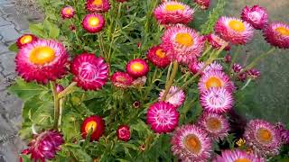 653  How to collect seed from Helichrysum FlowerStraw Flower Hindi Urdu 27218 [upl. by Phelia]