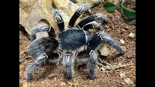 Aphonopelma seemanni Costa Rican Zebra Tarantula rehouse and care [upl. by Aihsirt686]