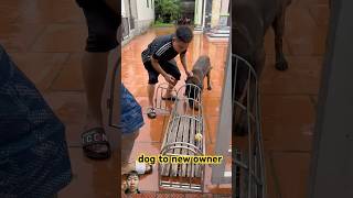 K9 trainingdog 🙏🙏 dog dogtraining germanshepherd puppy pettrainning k9 [upl. by Dressler]