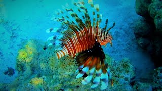 Red lionfish Pterois volitans and common lionfish Pterois miles [upl. by Anifad]