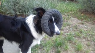 MY BORDER COLLIE WITH ITS WHEEL OF CRAWLER [upl. by Bocock]