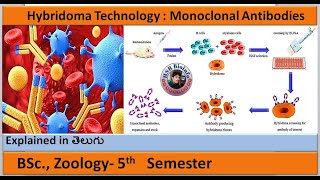 Hybridoma Technology  Monoclonal Antibodies1  BSc Zoology  HSR Bioinfo [upl. by Adnoyek]