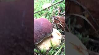 Porcino rosso Boletus pinophilusnature funghiporcini boletus [upl. by Atkinson]