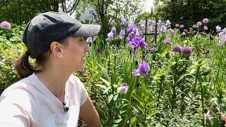 Interplanting Lilies Saponaria and Nigella  Bearded Iris Tour [upl. by Placia235]