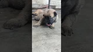 belgium milano in india  dog puppiesshortsfeed youtubeshorts dogsvideoshortsfeed [upl. by Nebur]