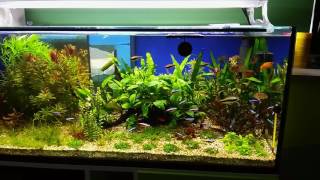 Aquarium 200l [upl. by Augusta]