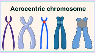 acrocentric chromosome [upl. by Yelats]