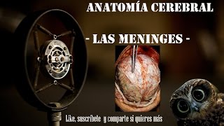 Anatomía Cerebral  Las Meninges [upl. by Jerrilee]