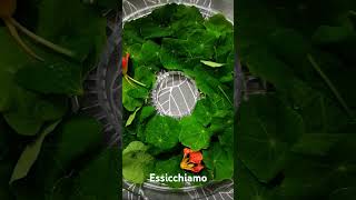 Essicchiamo dehydrator fooddehydrator healthyfood simplelifestyle greenlife foodvlog [upl. by Ahnavas567]