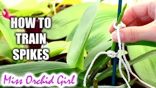 How to train Phalaenopsis Orchid flower spikes Very detailed tutorial [upl. by Falzetta233]