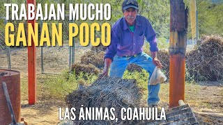 el duro trabajo de extraer cera de LA CANDELILLA en la Sierra de Coahuila [upl. by Aivalf]