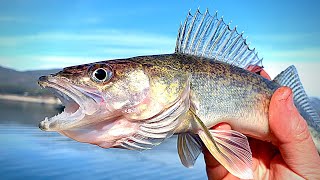 Walleye Catch amp Cook TACOS  Easy Limit Walleye Fishing [upl. by Kaczer]