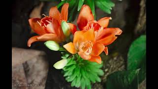 Flower Lilium OrangeFlower BloomingViet Nam16 [upl. by Arihsa]