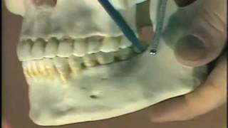 Dental Anatomy Introduction [upl. by Asilegna]