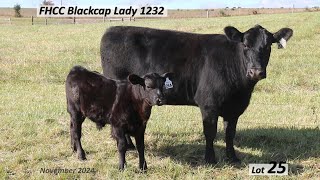 Lot 25 FHCC Blackcap Lady 1232 [upl. by Eiral]