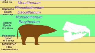 FOSSIL ELEPHANTS MOERITHERIUM [upl. by Enoryt]