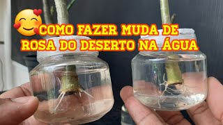 Como enraizar ou fazer muda de rosa do deserto na água [upl. by Merilee744]