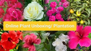 Flowering plant unboxing and plantation  Flower plant unboxing flowers plantation [upl. by Sac]