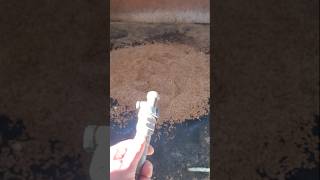 Using Pelletized Shavings for Horse Stall Bedding cwelitecowhorses barn stablelife GloryToGod [upl. by Sancho]