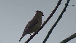 CEDAR WAXWINGS IN AUTUMN [upl. by Kattie]