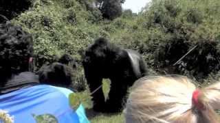 Gorilla Trekking  Rwanda 2013 [upl. by Ainnos]