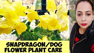 How to care Snapdragon Dog flower plant Antirrhinum plant care in detail [upl. by Tenrag]