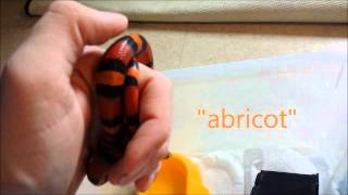 mon nouveau reptile  Lampropeltis Triangulum Campbelli [upl. by Sigler]