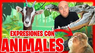 🐮 APRENDE estas 12 EXPRESIONES en Español con ANIMALES 🐠 GRACIOSAS 🙈 [upl. by Ellehsar542]