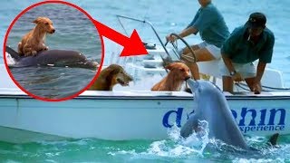 8 Most UNBELIEVABLE Dolphin Rescue Stories [upl. by Graybill]