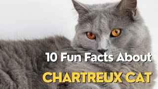 10 Fun Facts About Chartreux Cat [upl. by Latsyek784]