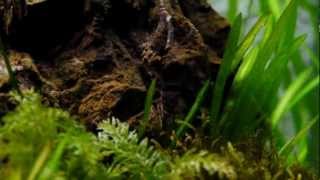 Moss and shrimp in the 350 Tank [upl. by Rowen]