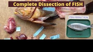 Dissection of a fish showing reproductive respiratory and digestive systemKET Academy [upl. by Angi]