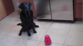 KONG Wobbler Dog Toy Review [upl. by Burkley]