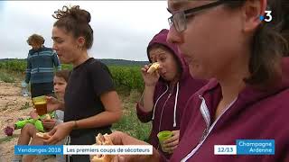 Vendanges 2018  premiers coups de sécateurs à Ambonnay dans la Marne [upl. by Notrom]