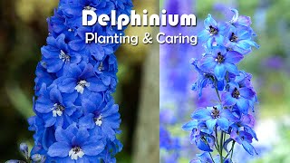 How To Grow Delphiniums Flowers  Delphiniums Planting amp Caring [upl. by Lolita]