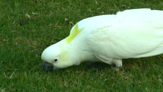 Sulphurcrested Cockatoo Cacatua galerita in Sydney  Gelbhaubenkakadu in Sydney 1 [upl. by Acsicnarf399]